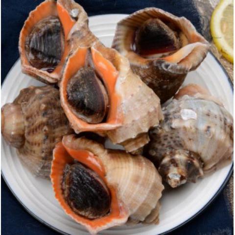 青島鮮活大海螺 500g 大號(hào)海螺中號(hào)海螺小海螺特大海螺鮮活發(fā)貨海螺肉足 小海螺8-10只500g